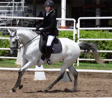  Shadowland's Zippity Cricket